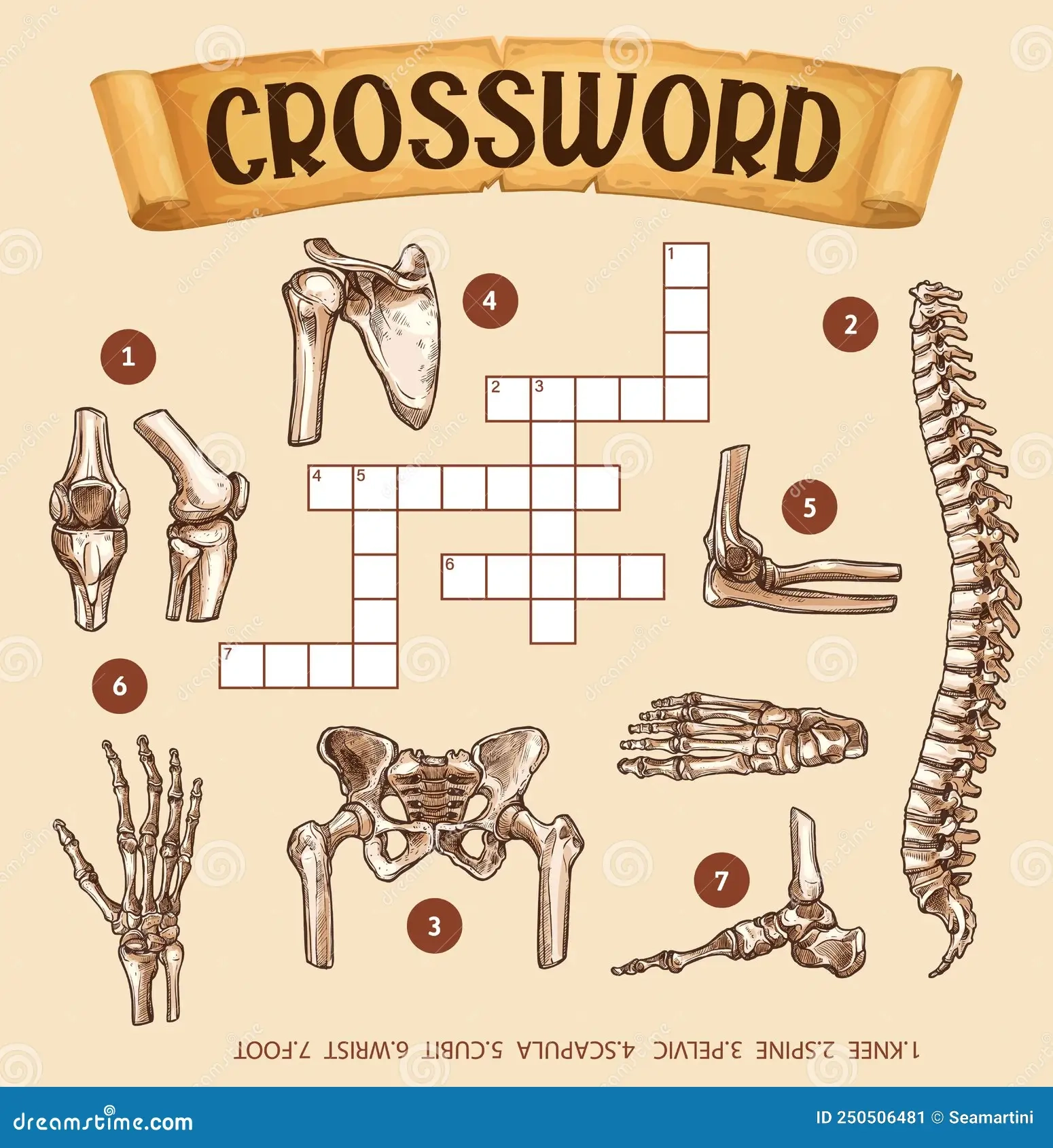 ankle bone crossword puzzle