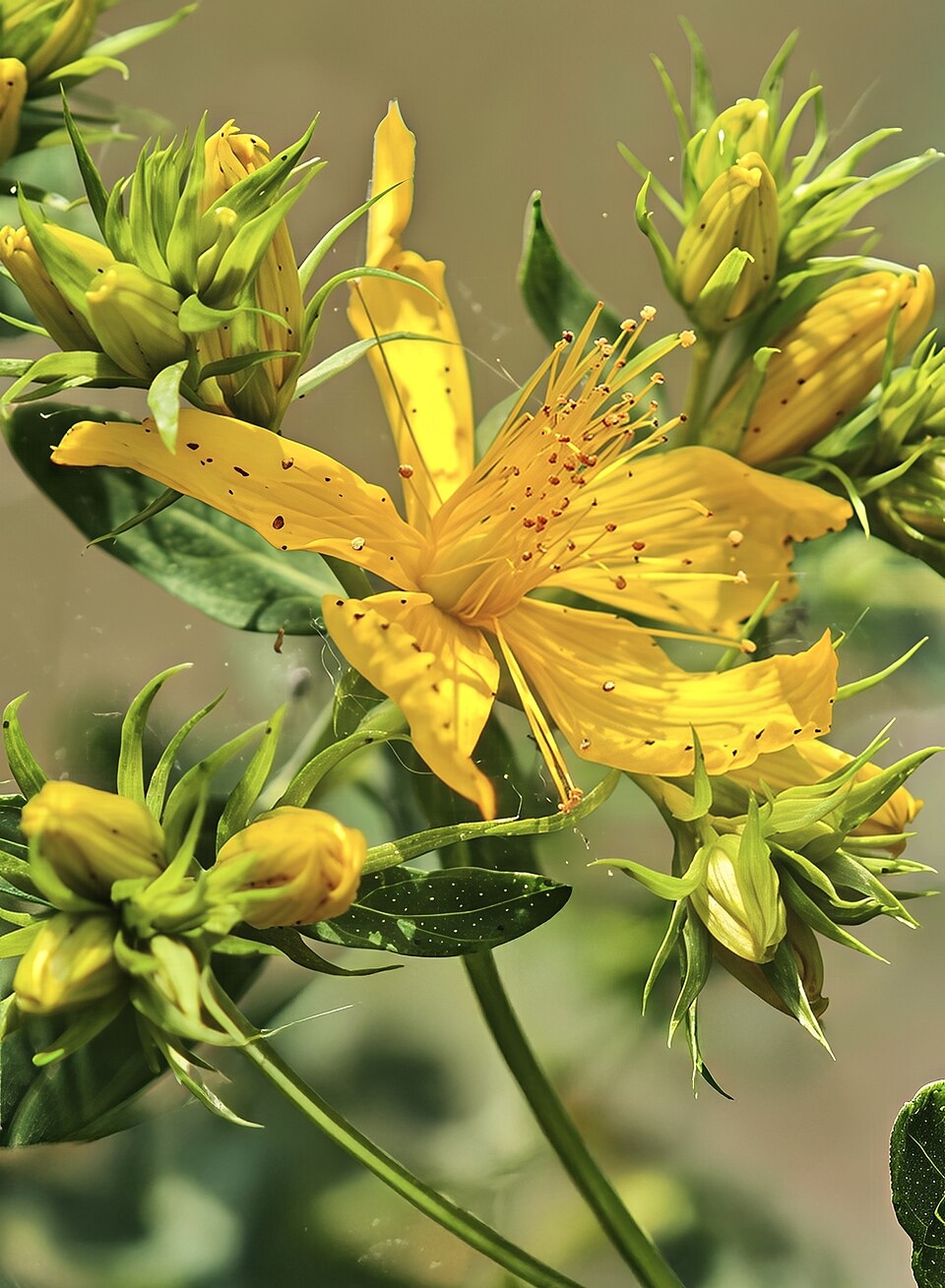 Hypericum Perforatum Wikipedia