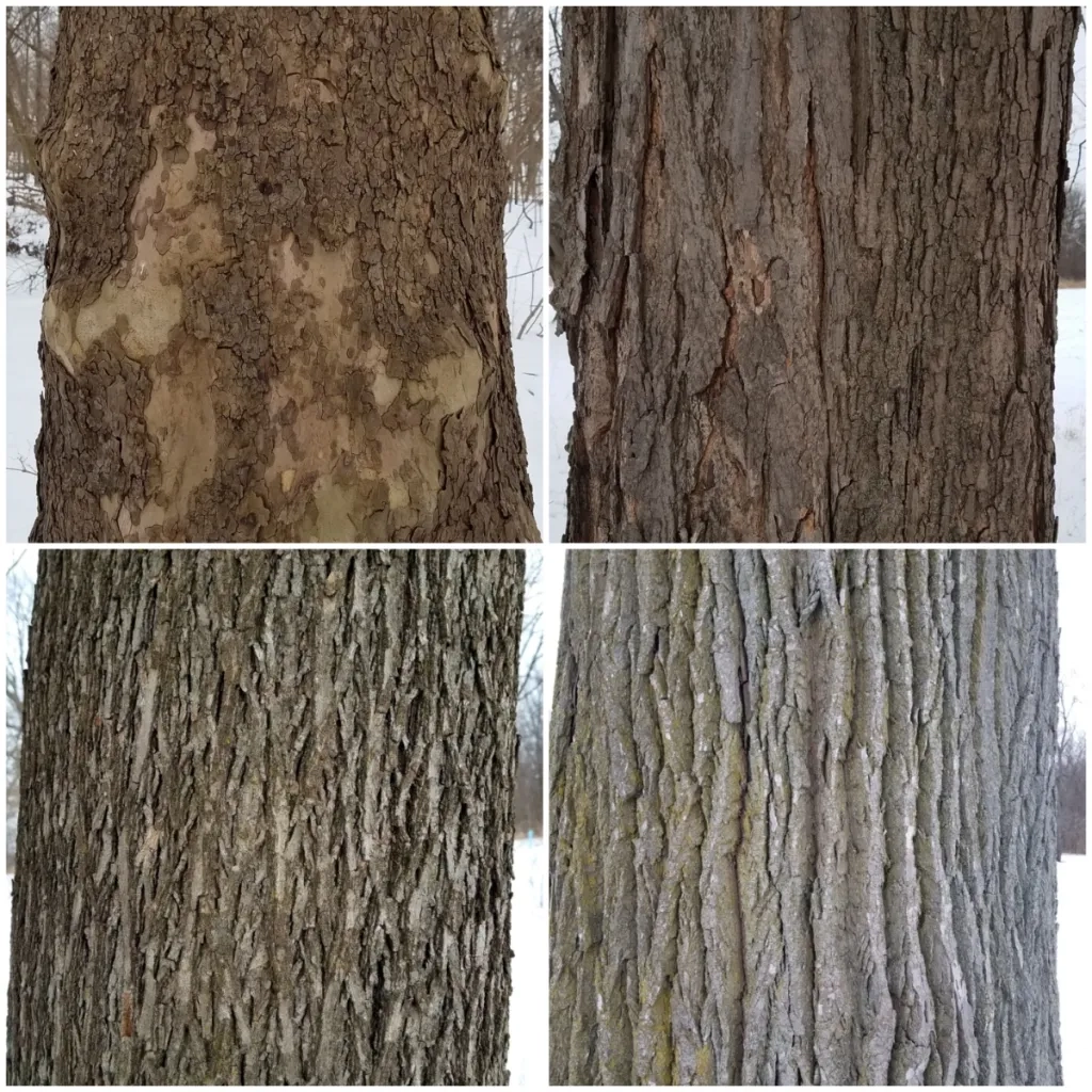 Identifying Trees By Their Bark A Challenge Eliza Howell Nature Walks