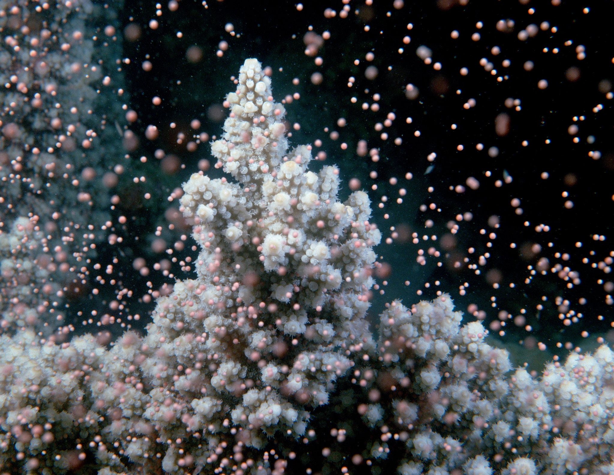 In Secrets Of Coral Spawning Hope For Endangered Reefs The New York Times