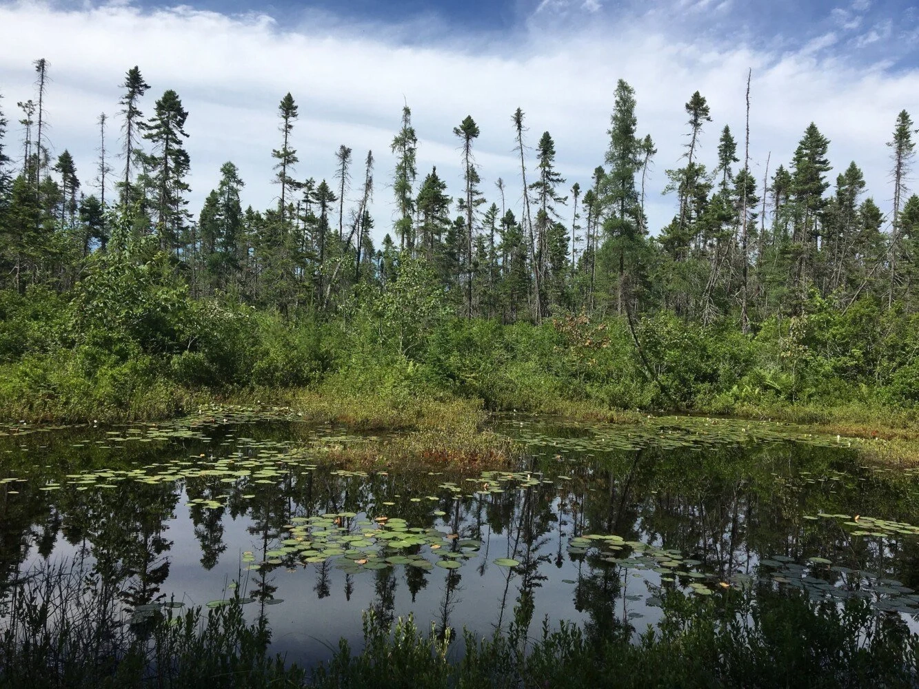 In The Field With Emma Boundary Hunting Kennebec Estuary Land Trust