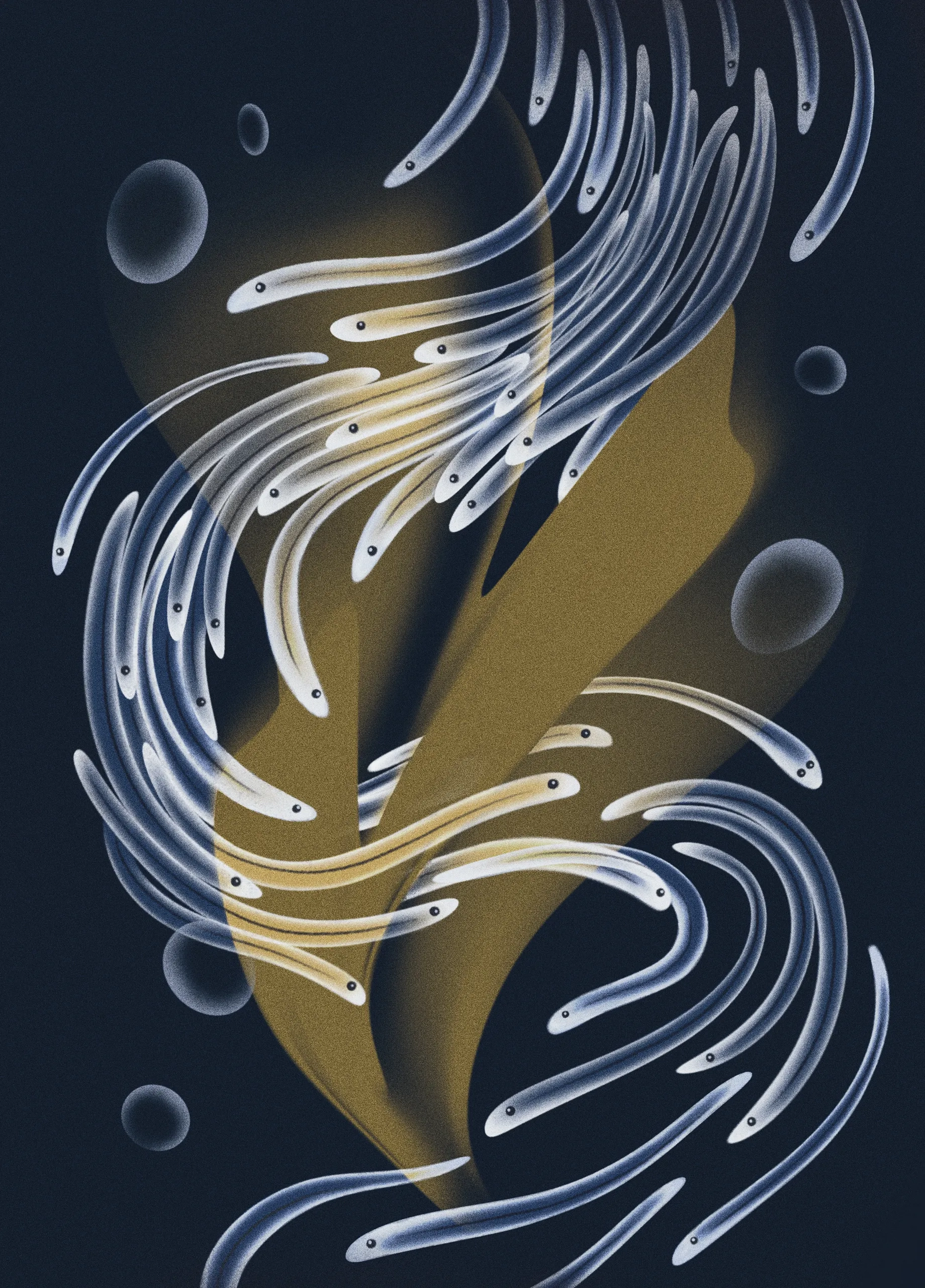young eel crossword clue young eel crossword clue