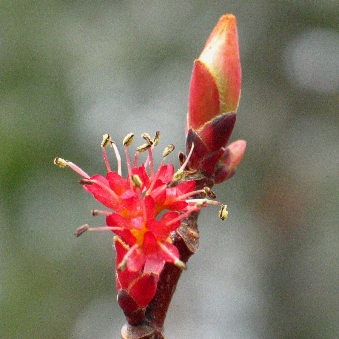 Is It Spring Yet The New York Times