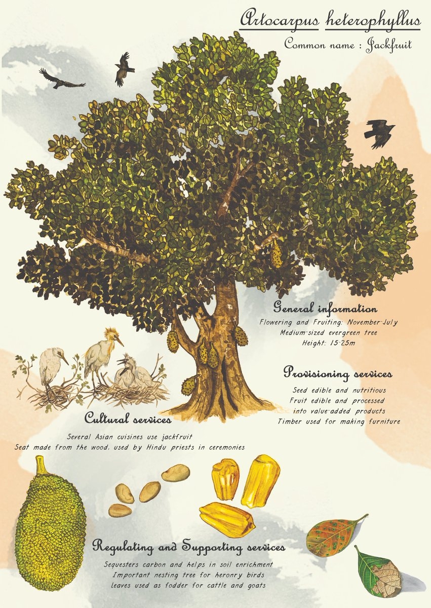 Jackfruit Is The King Of Fruits Some People Will Argue I Love The Fruit And Seeds Alike biodiversityconservation ecologicalnetworks artandbotany artillustration botanicalillustration botanicalartist indiansummer indiantree indianforest 
