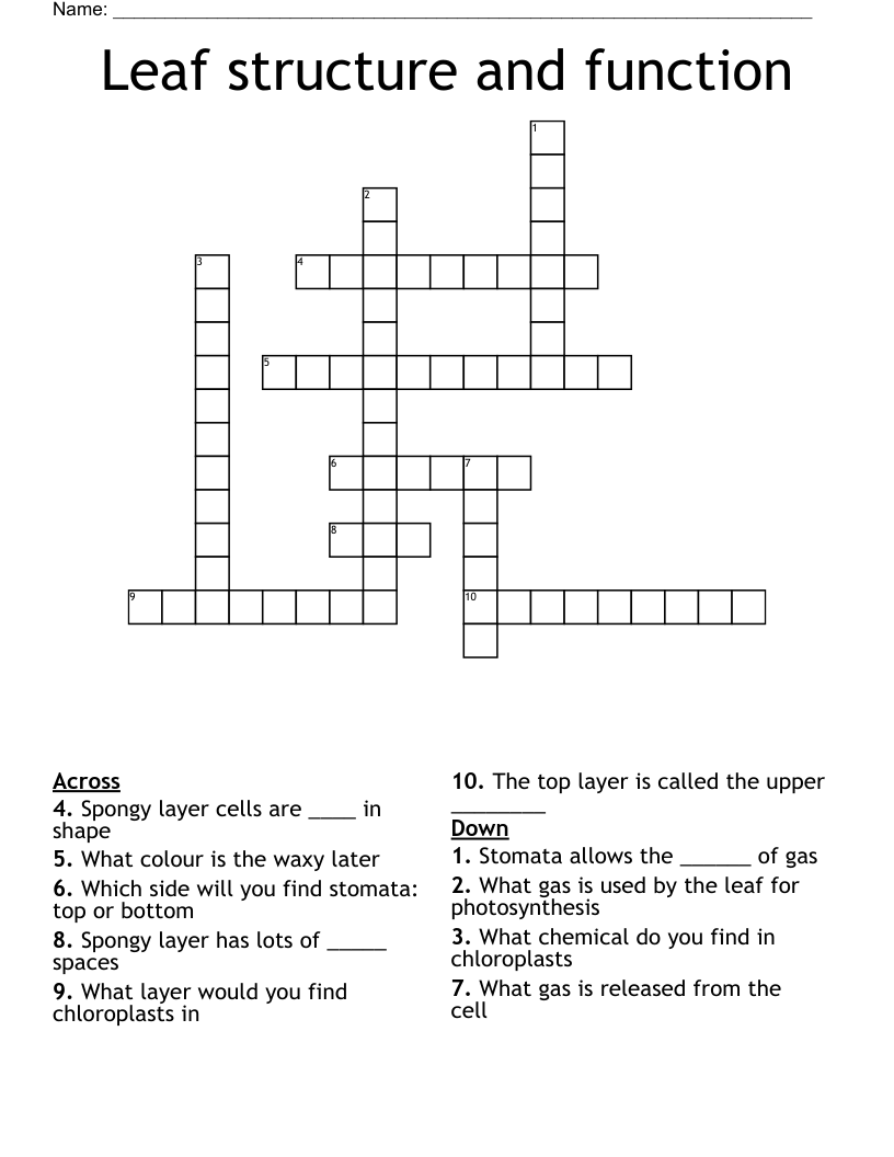 Leaf Structure And Function Crossword WordMint