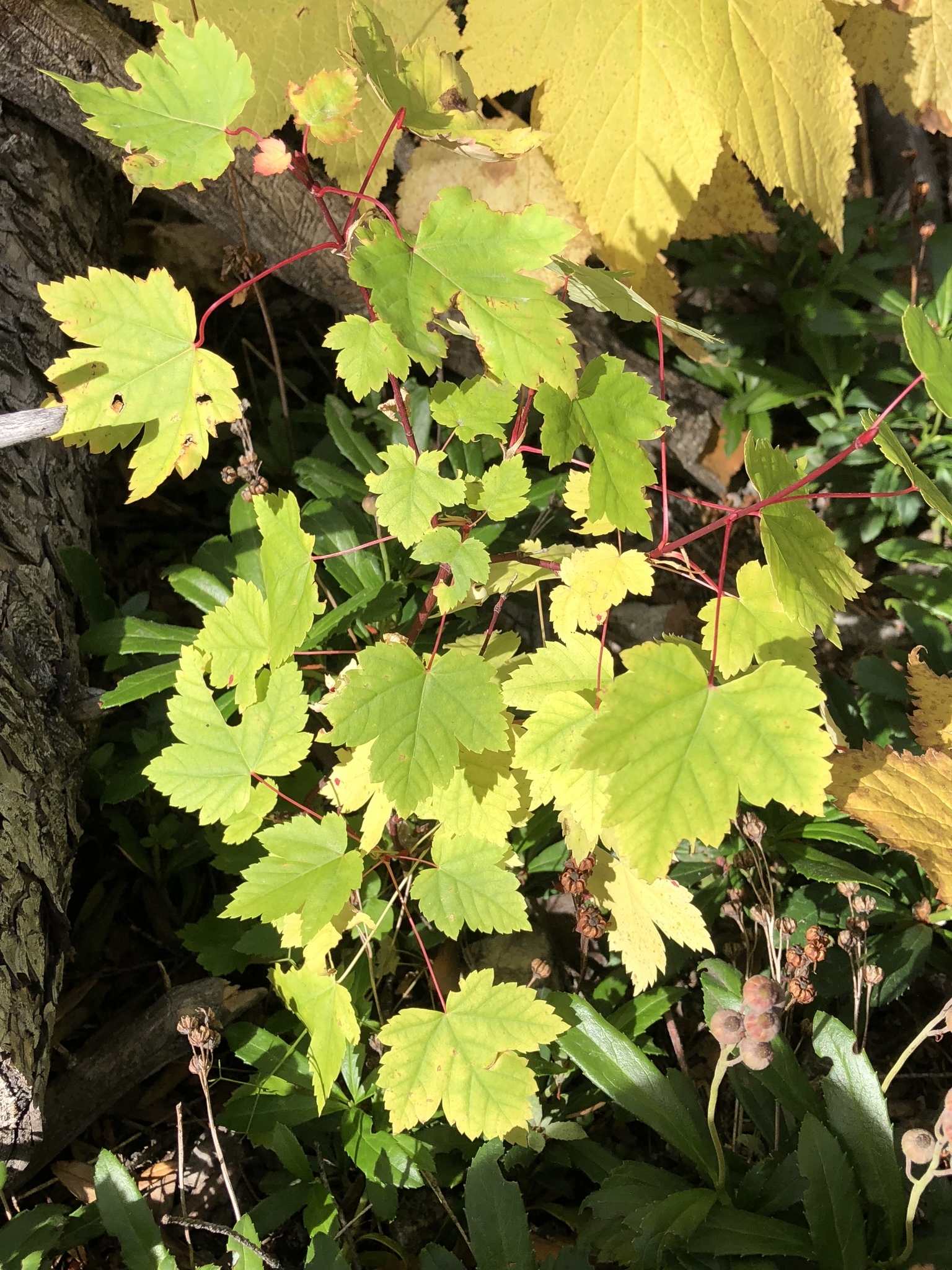 maple genus crossword clue