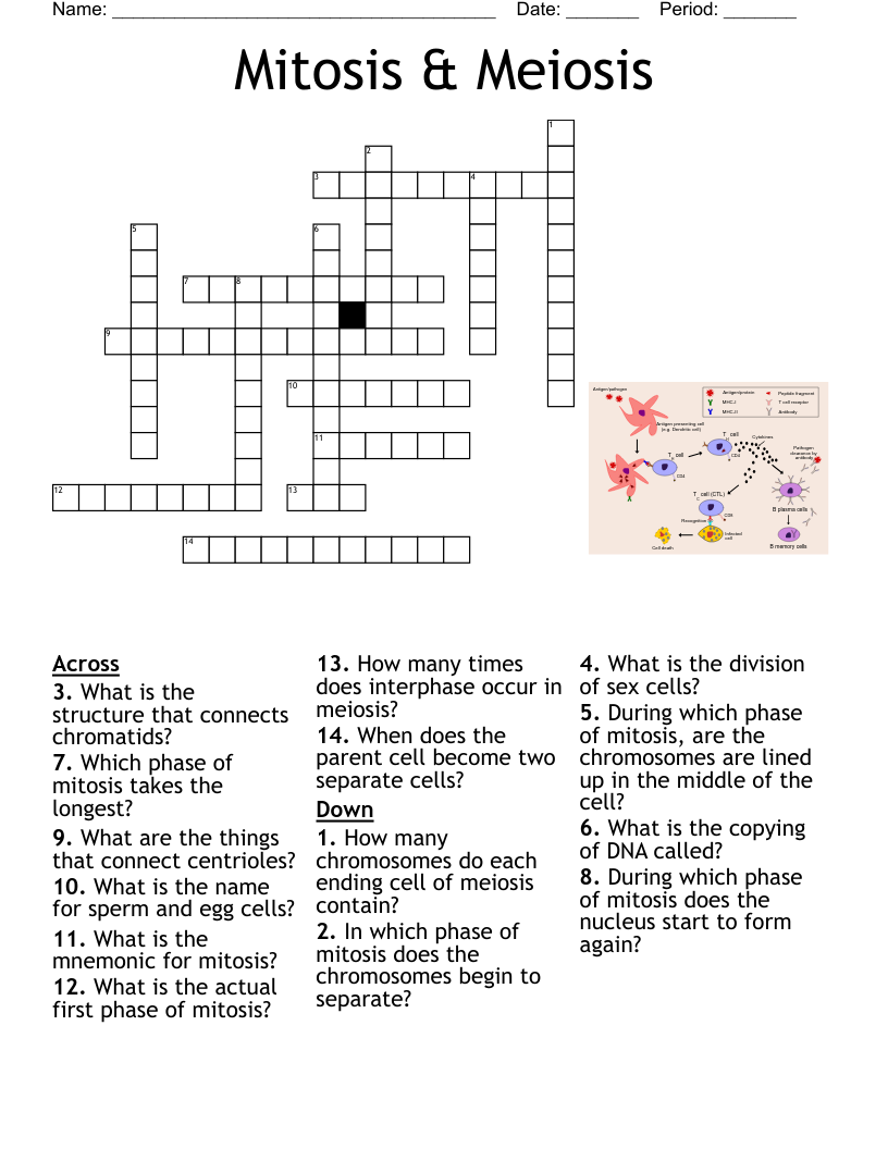 Meiosis And Sexual Reproduction Crossword WordMint