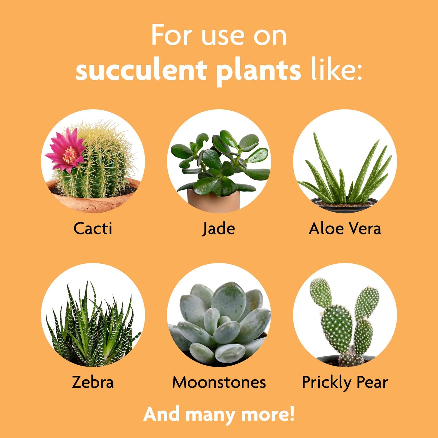 Miracle Gro BLUEBELLS Succulent Plant Food 8 Oz For Succulents Including Cacti Jade And Aloe 1 Pack Buy Online At Best Price In KSA Souq Is Now Amazon sa Patio Lawn Garden