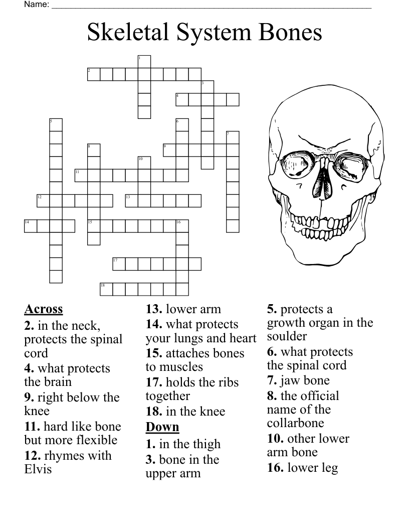 ankle bone crossword puzzle clue