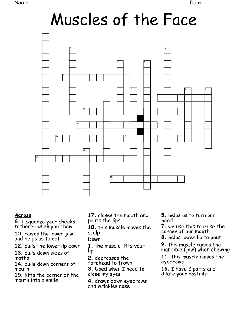 Muscles Of The Face Crossword WordMint