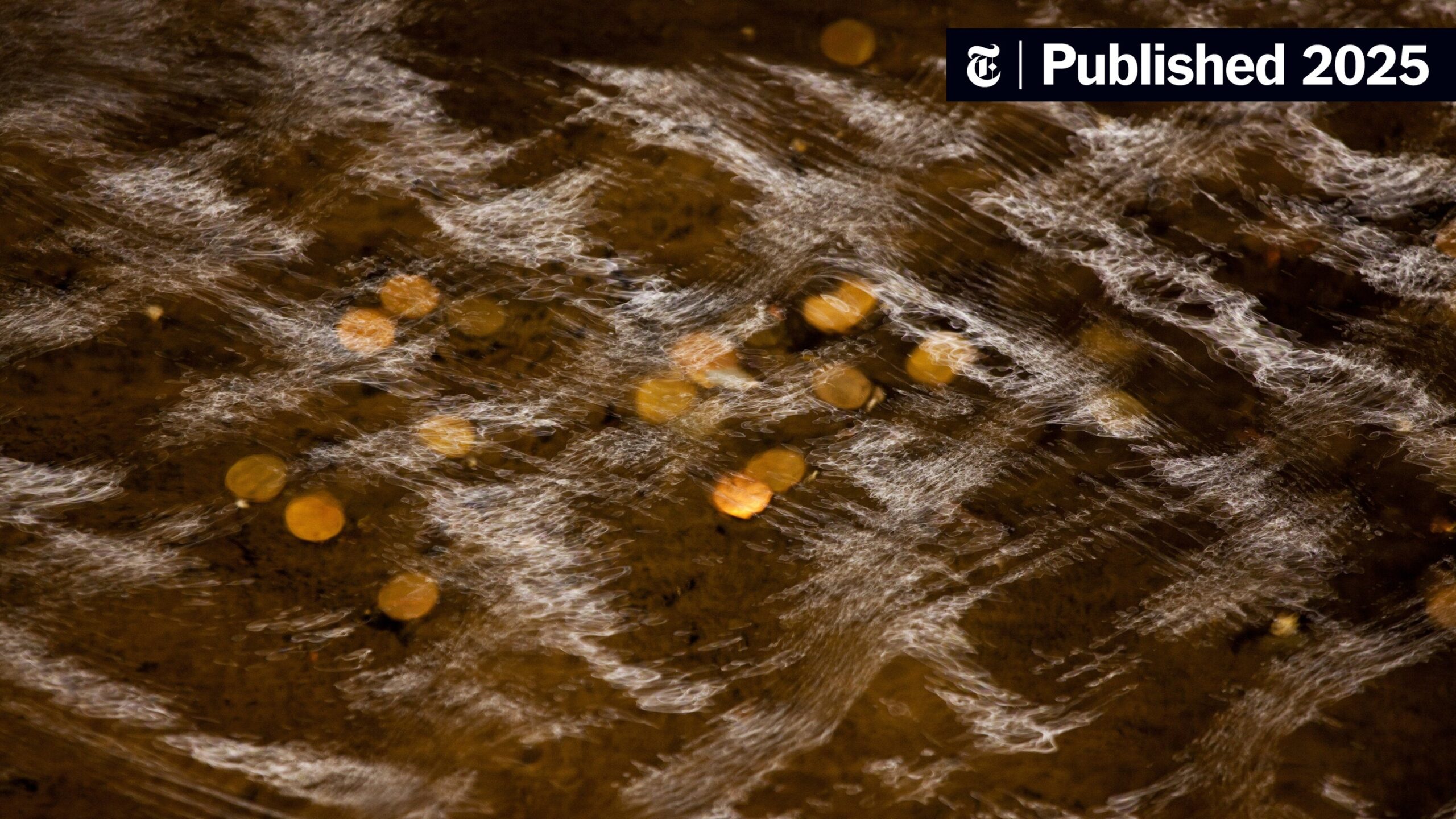 NYT Crossword Answers For March 5 2025 The New York Times