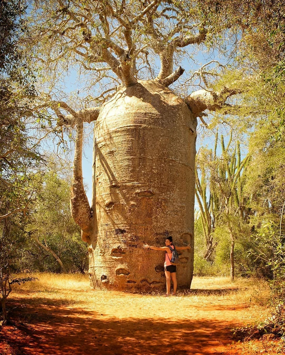 One Of The Weirdest Looking Trees In Madagascar R marijuanaenthusiasts