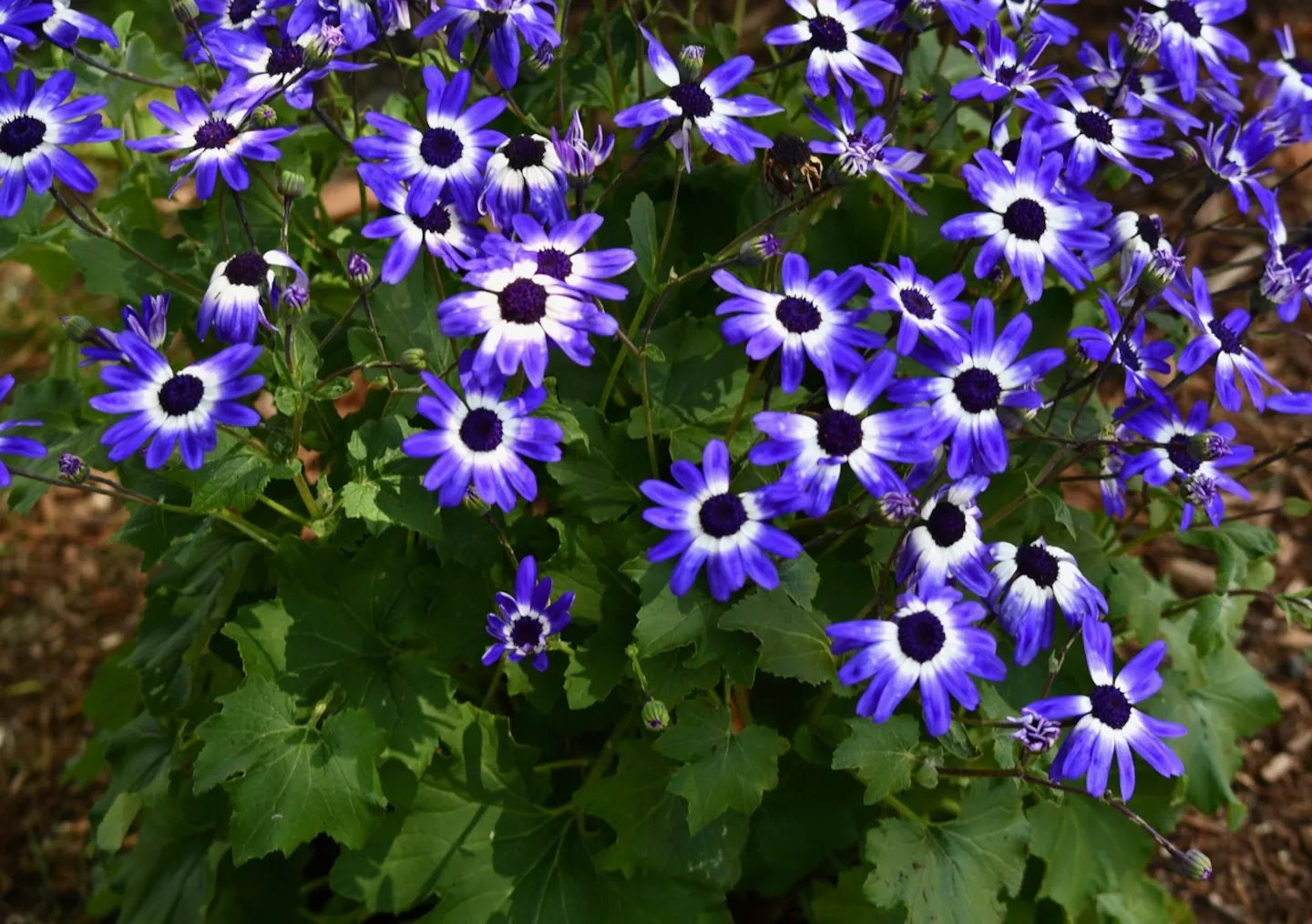 showy flower crossword clue