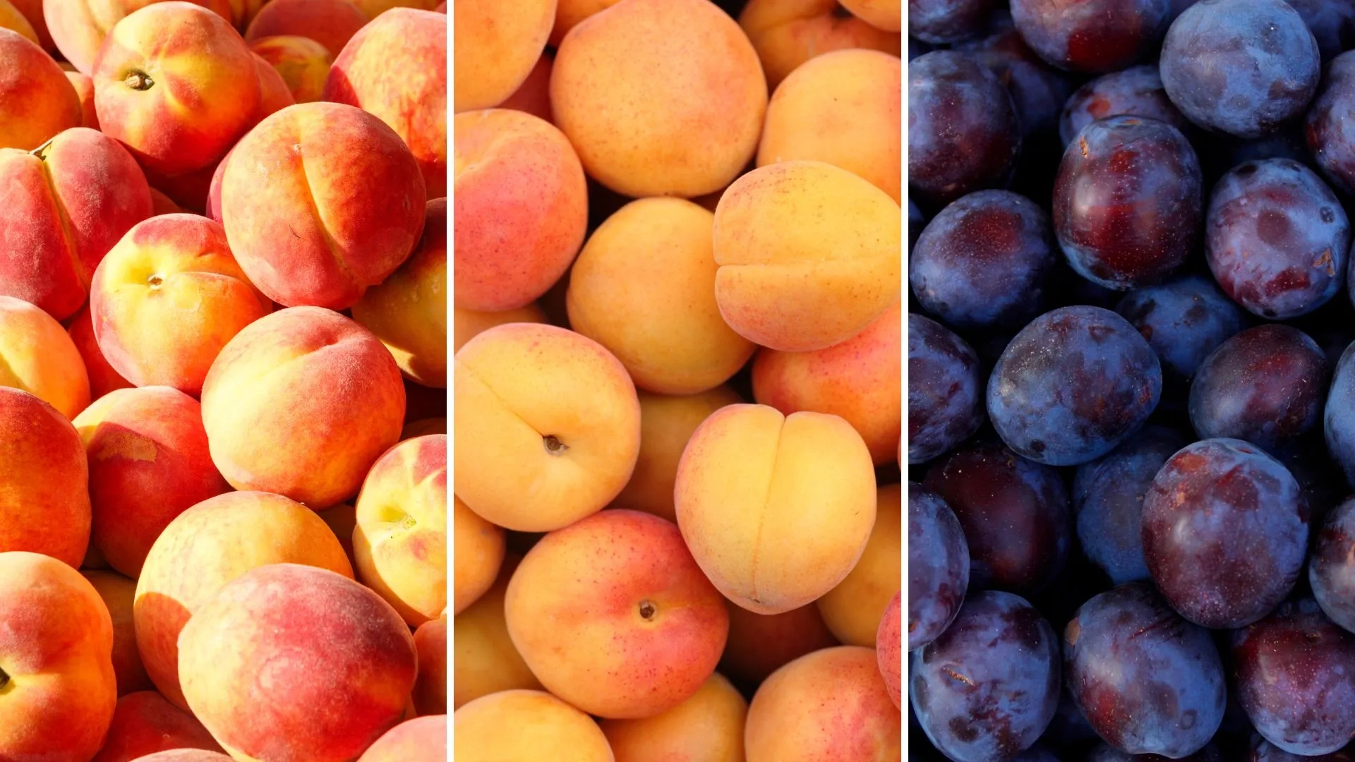 Peaches Vs Apricots Vs Plums 2025 Incredible Stone Fruit Guide