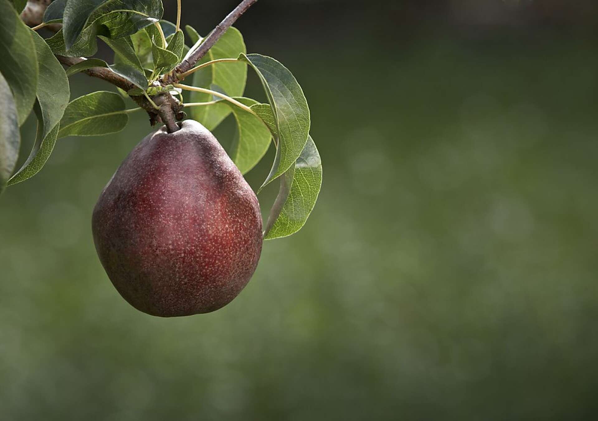 Pear Fruit Trees Best Bay Area Bet Pear Fruit Trees Best Bay Area Bet