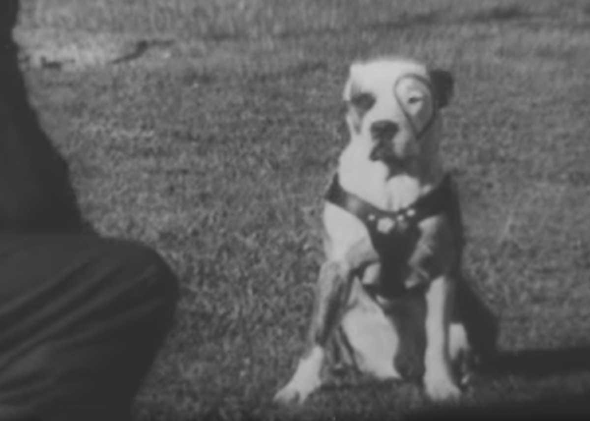 Petey Pete The Pup From Our Gang Was One Smart Dog