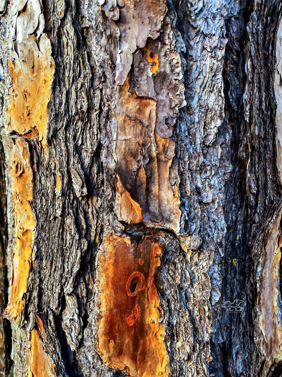 Pine Tree Bark Has Fantastic Texture And Is Quite Colorful What Next Photography Graphic Arts