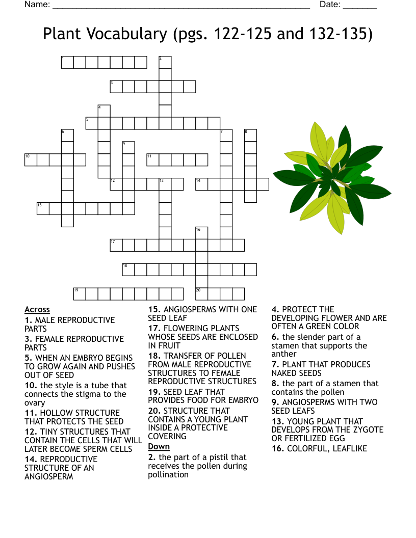 seed coat crossword clue seed coat crossword clue