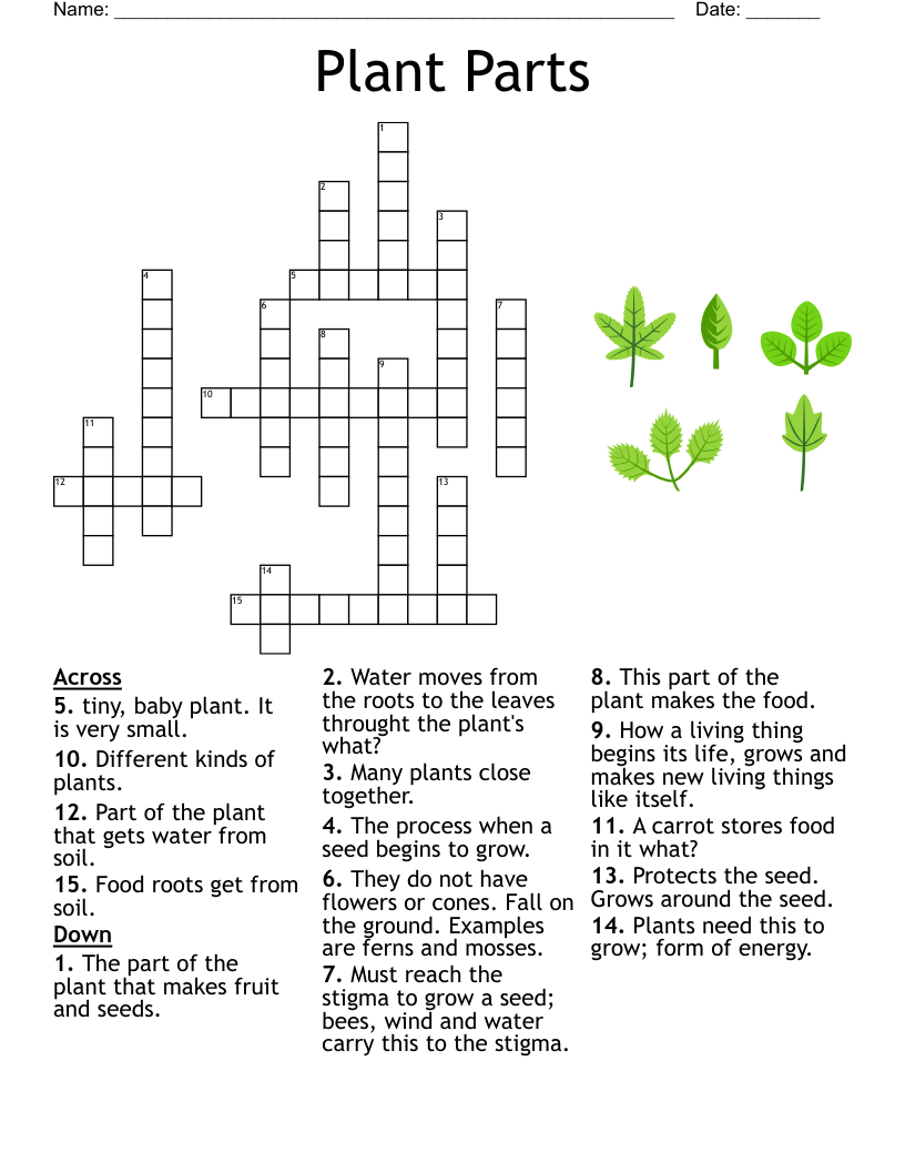 PLANTS Roots Stems And Leaves Crossword WordMint