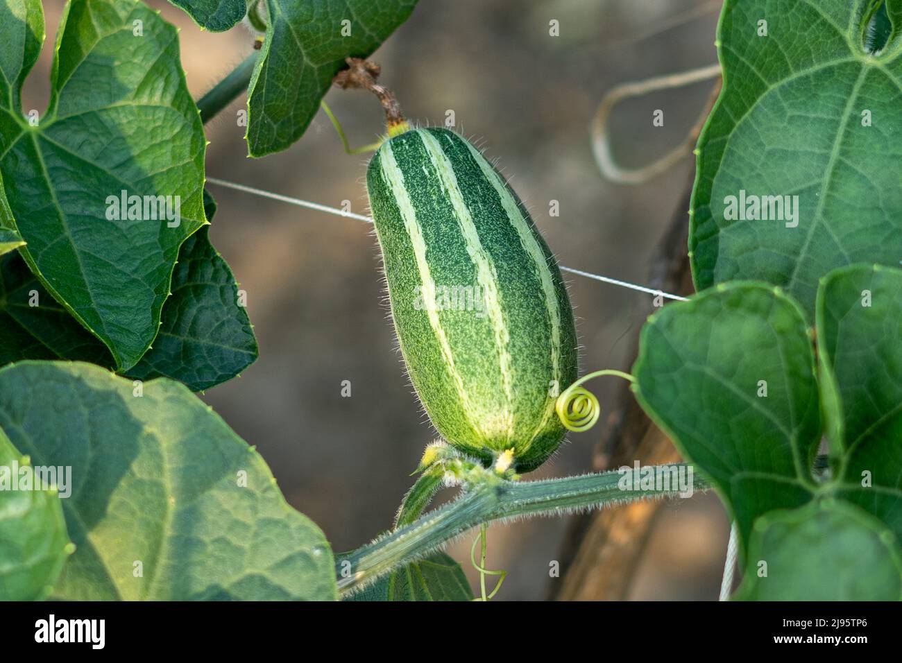 Pointed Arch Crossword Clue Hi res Stock Photography And Images Alamy