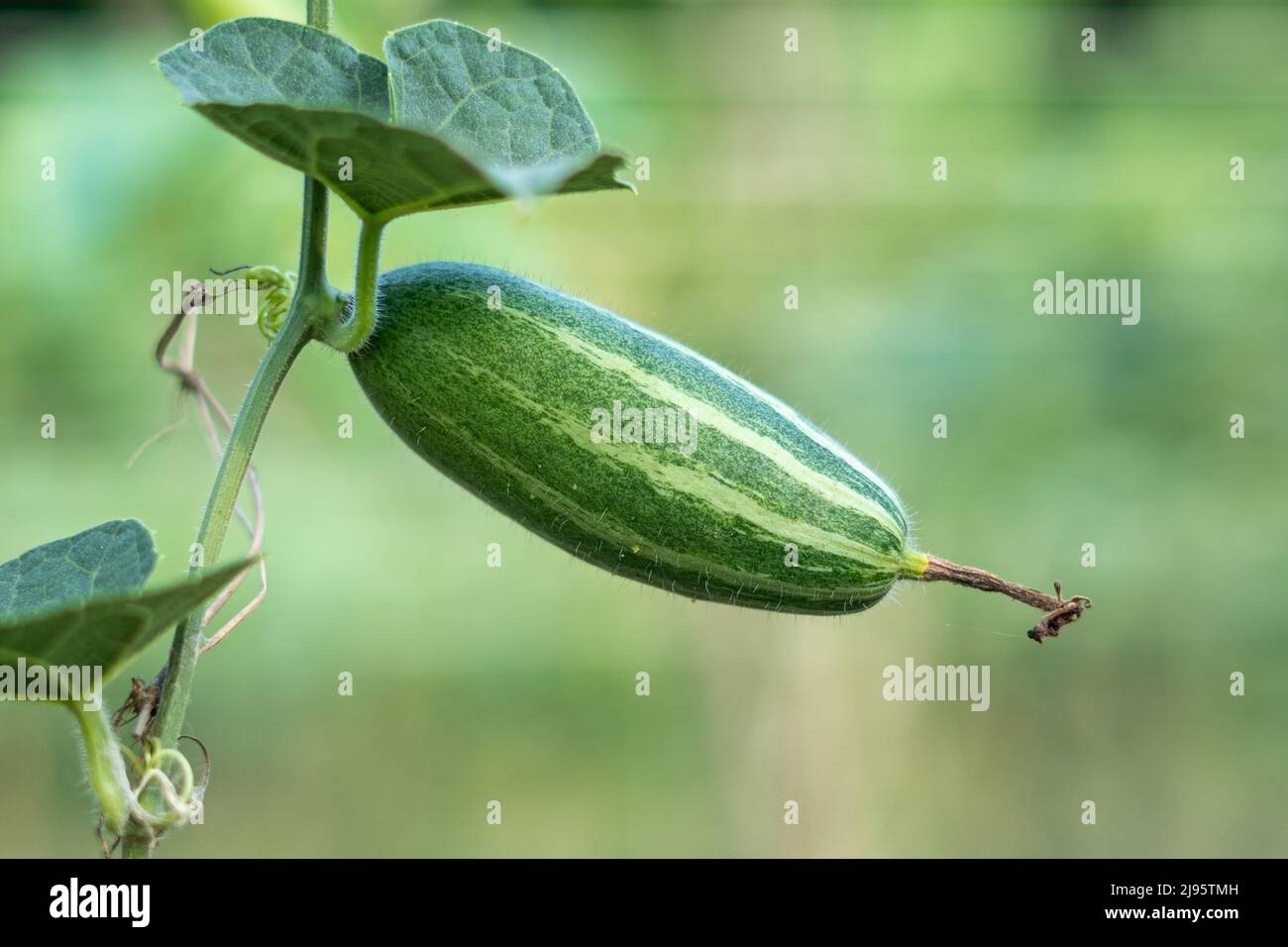 pointed arch crossword clue