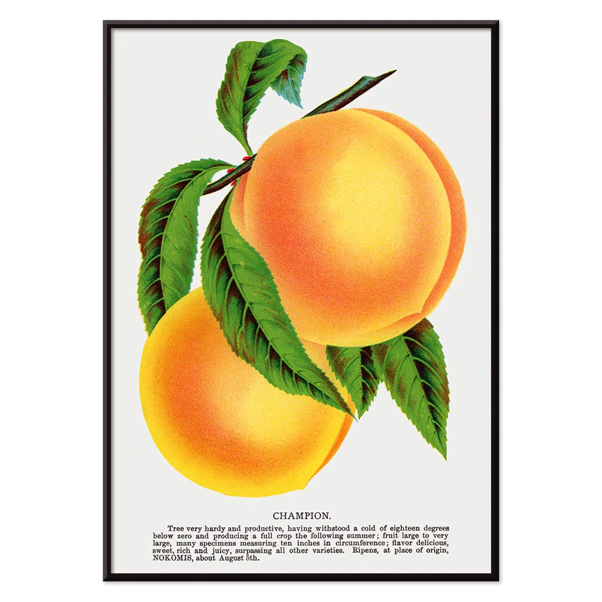Poster Champion Plum Artwork Peach Botanical Art MORYARTY