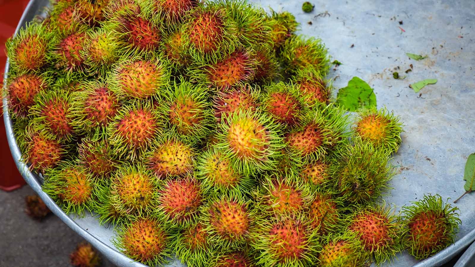 Rambutan Is The Hairier Cousin Of The Lychee Fruit HowStuffWorks