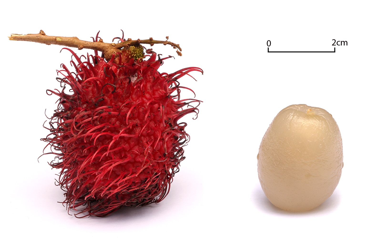 Rambutan Wikipedia
