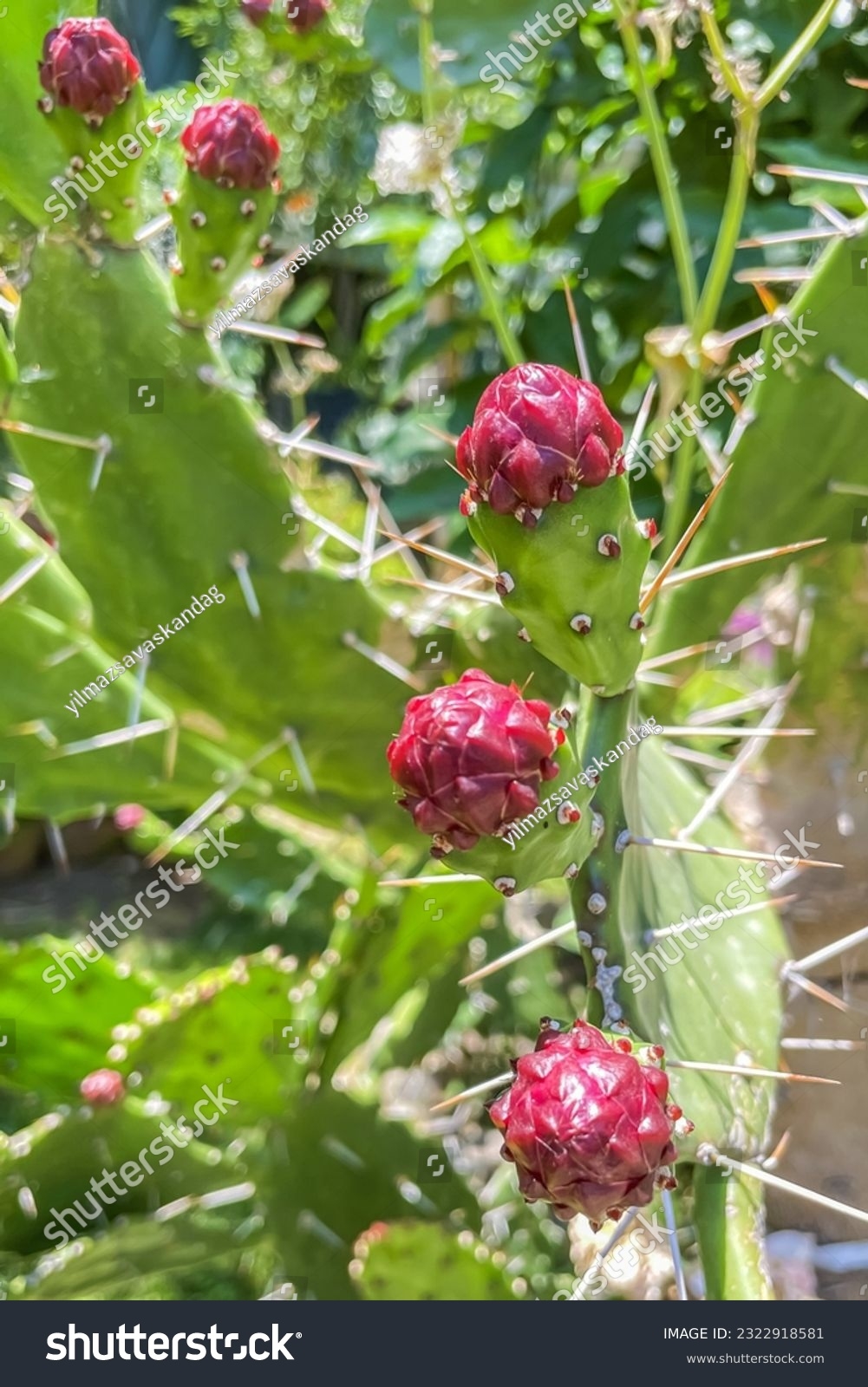 Resilient Elegant Cactus Plant Floweropuntia Monacantha Stock Photo 2322918581 Shutterstock Resilient Elegant Cactus Plant Floweropuntia Monacantha Stock Photo 2322918581 Shutterstock