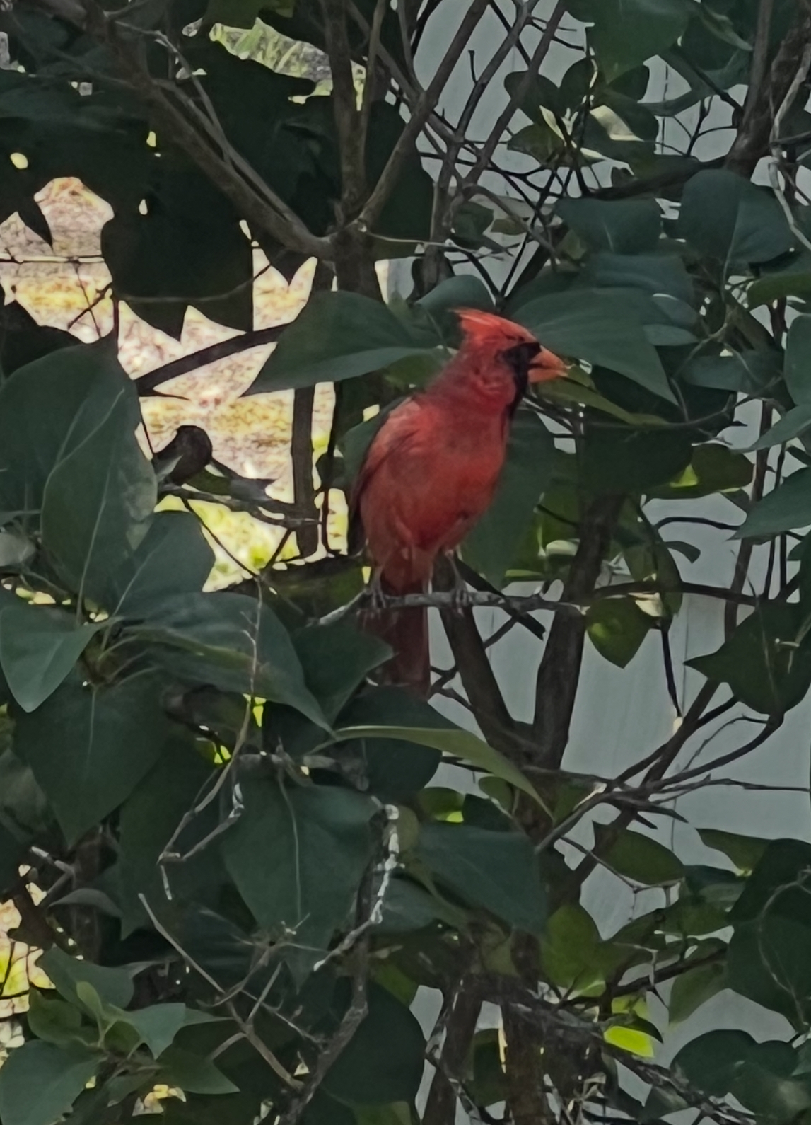 Rex Parker Does The NYT Crossword Puzzle East Of Eden Girl THU 7 24 25 Relative Of A Votive Candle Stereotypical Attire For Tech Bros Lasting Lash Effect Rex Parker Does The NYT Crossword Puzzle East Of Eden Girl THU 7 24 25 Relative Of A Votive Candle Stereotypical Attire For Tech Bros Lasting Lash Effect