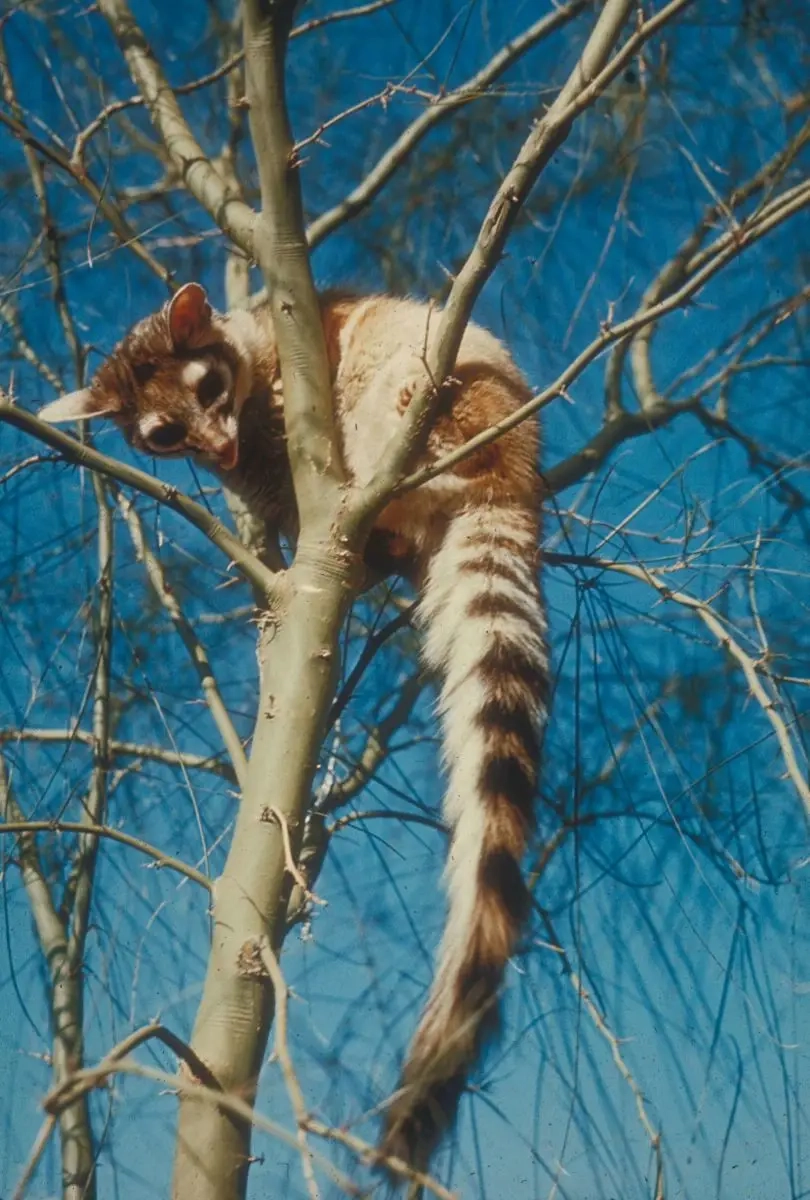 colorful ring-tailed mammals of asia