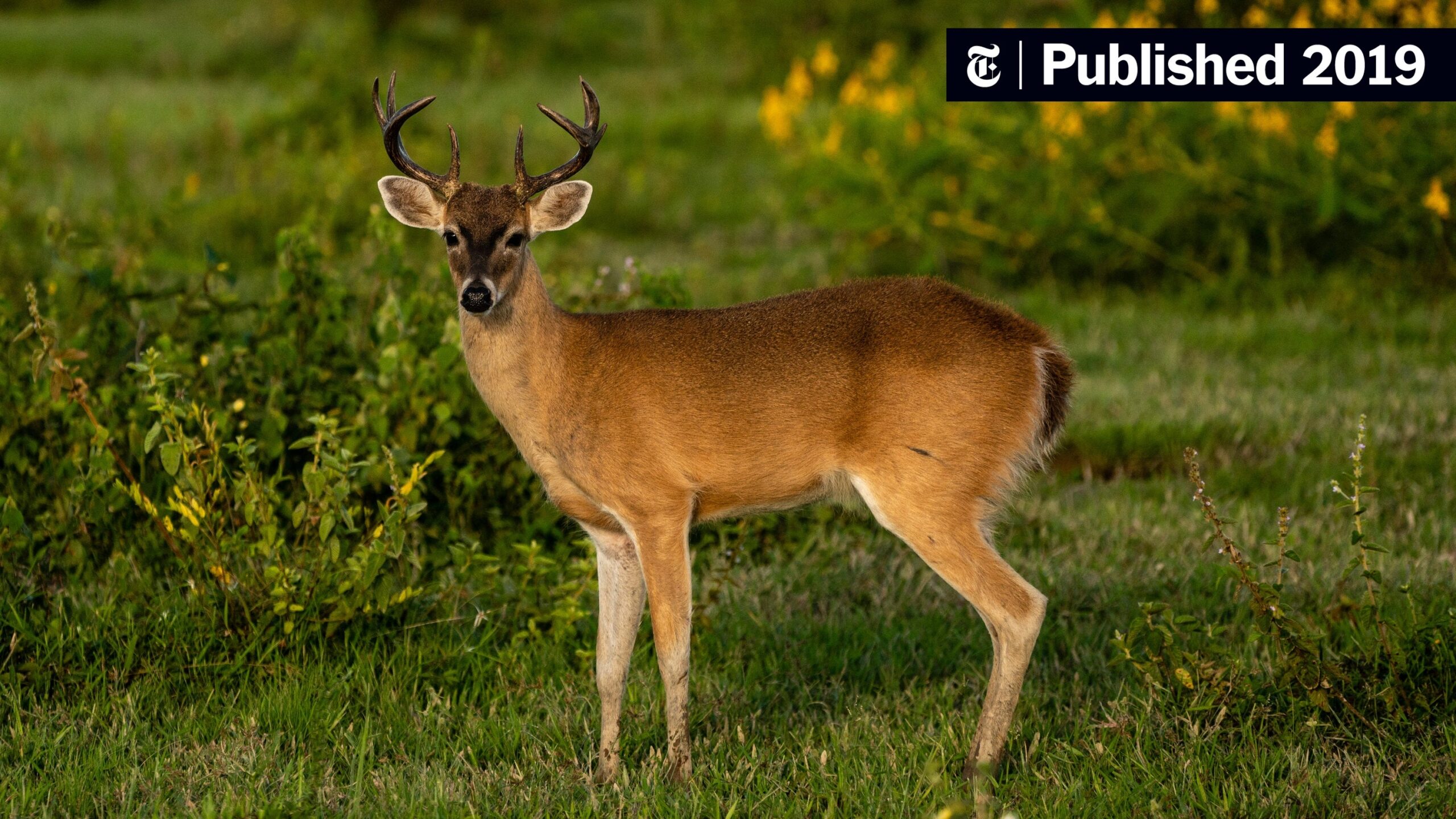 Road Sign The New York Times