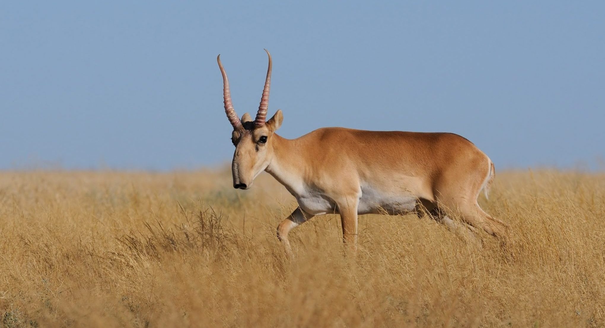 antelope crossword clue