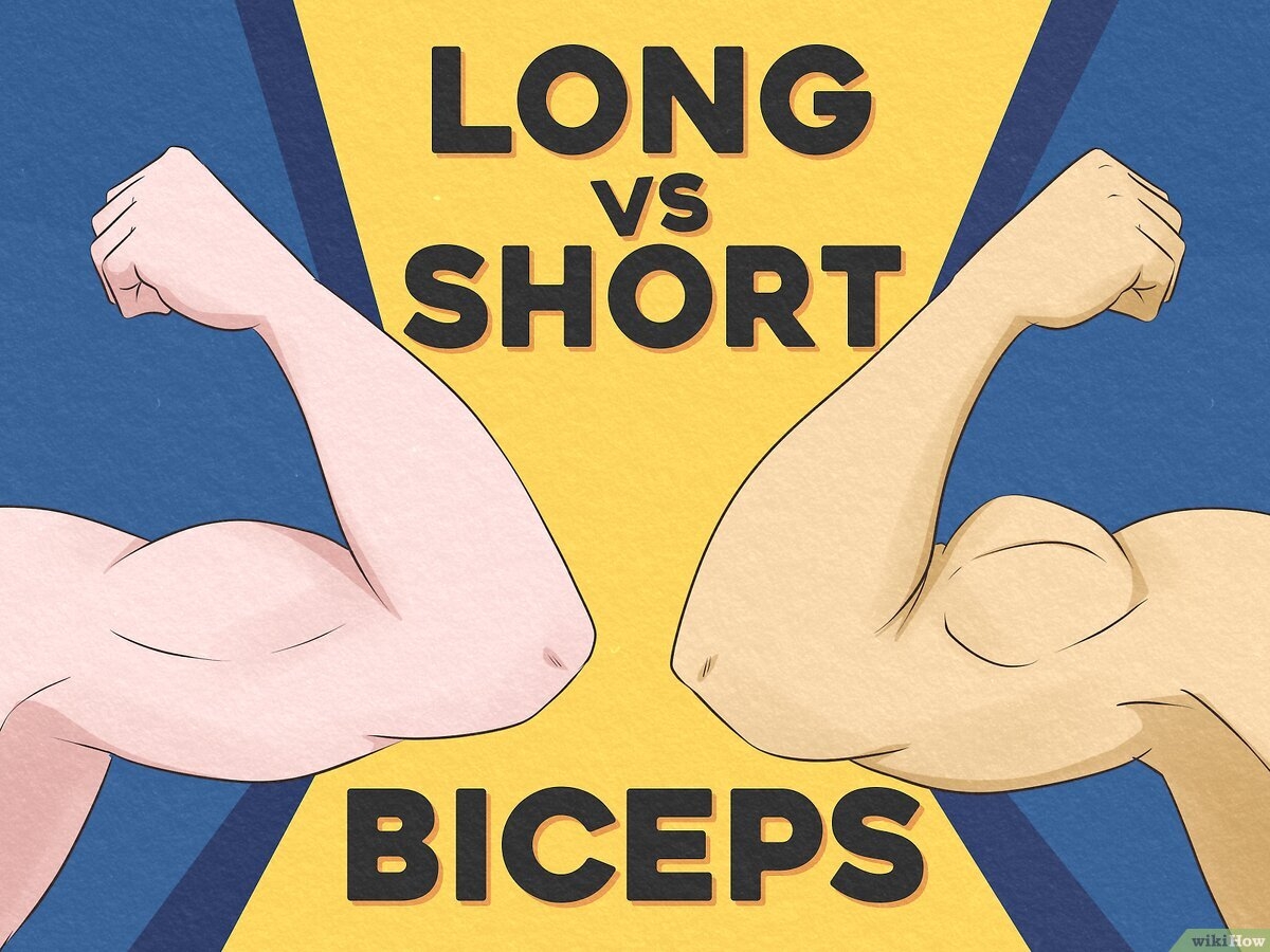 Short Vs Long Bicep How To Tell Which One You Have