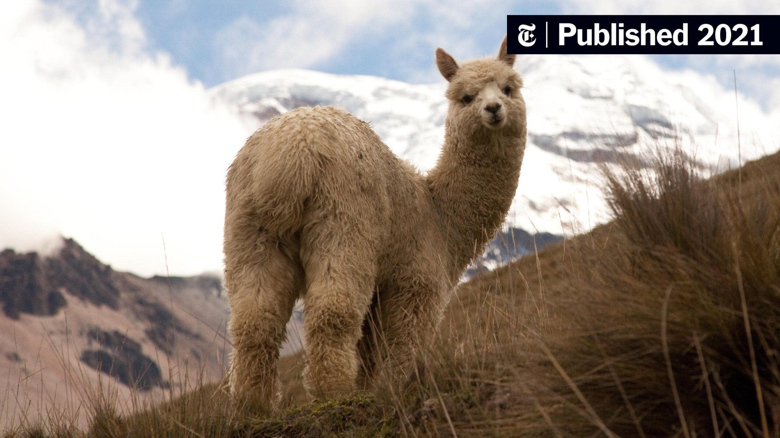 Sign Of Online Shouting The New York Times