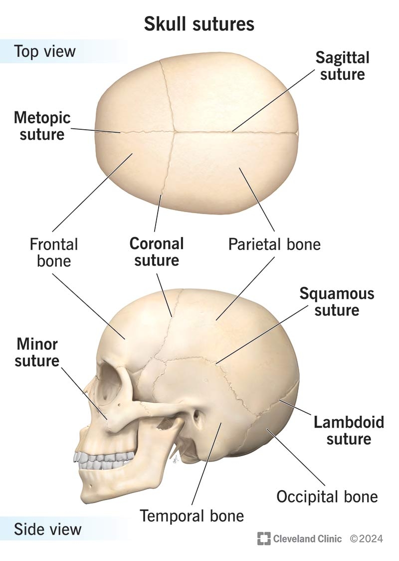 Skull Cranial Sutures What They Are Anatomy Skull Cranial Sutures What They Are Anatomy
