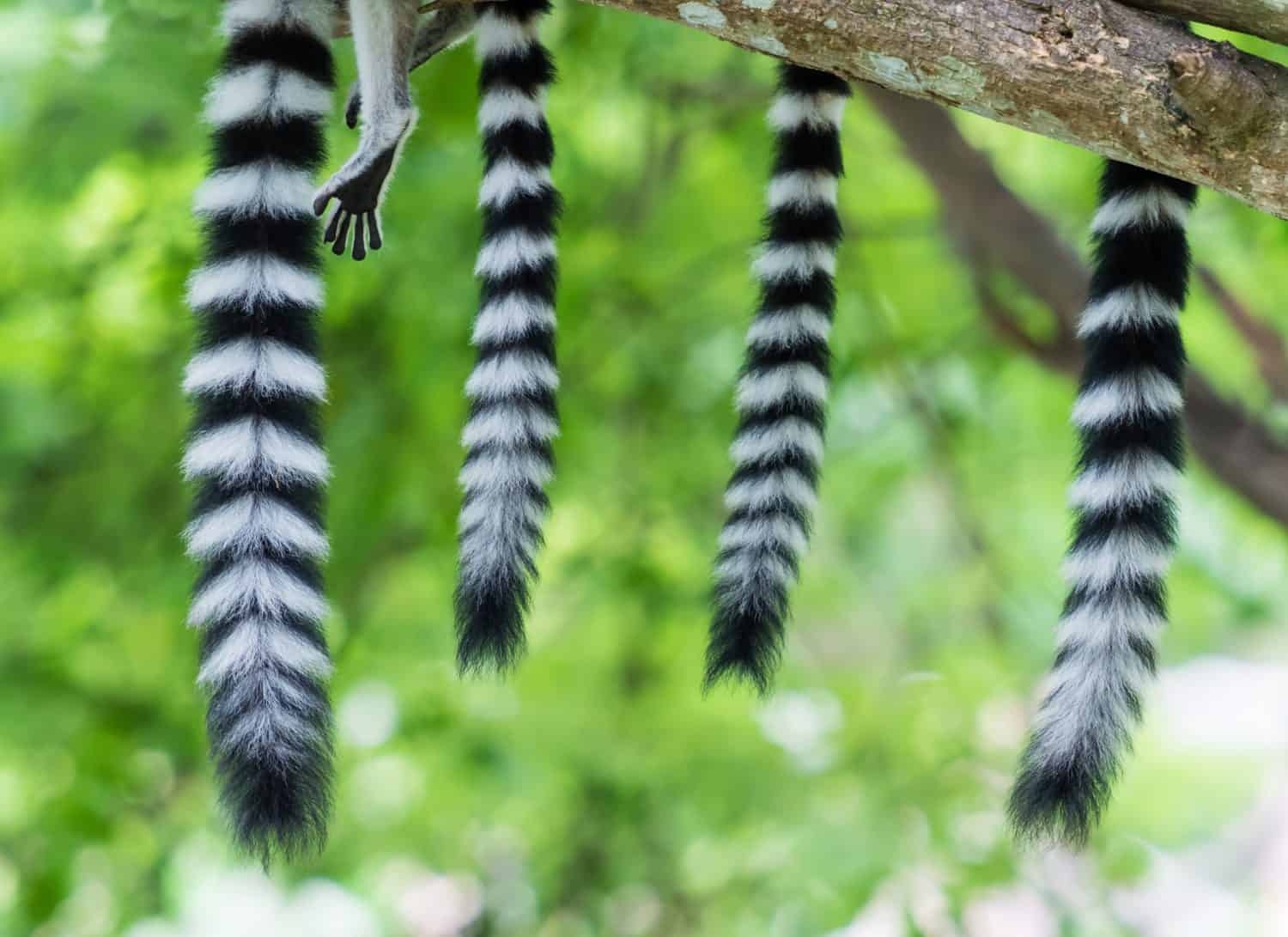 Snazzy Striped Tails Give These Animals Added Flair A Z Animals Slideshows
