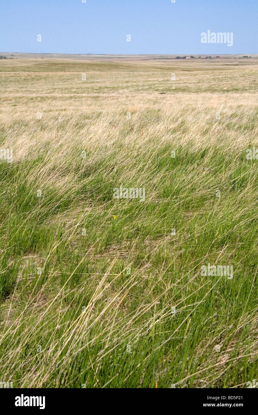 grassy south american plain
