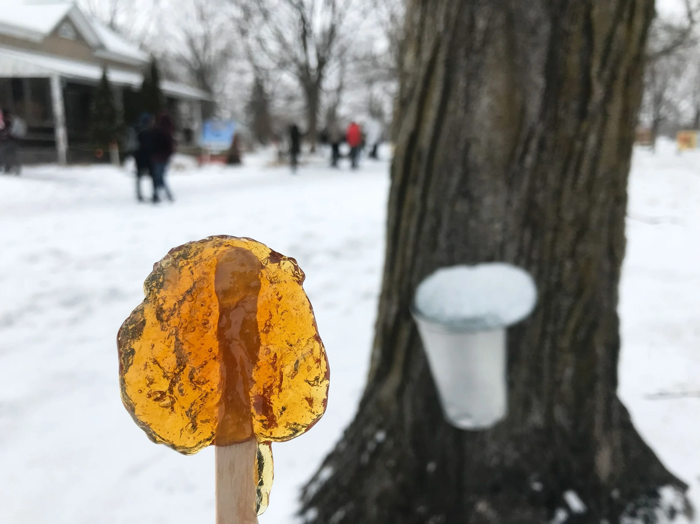 Sweet Maple Sugar Shacks To Visit Near Ottawa Project Local Love