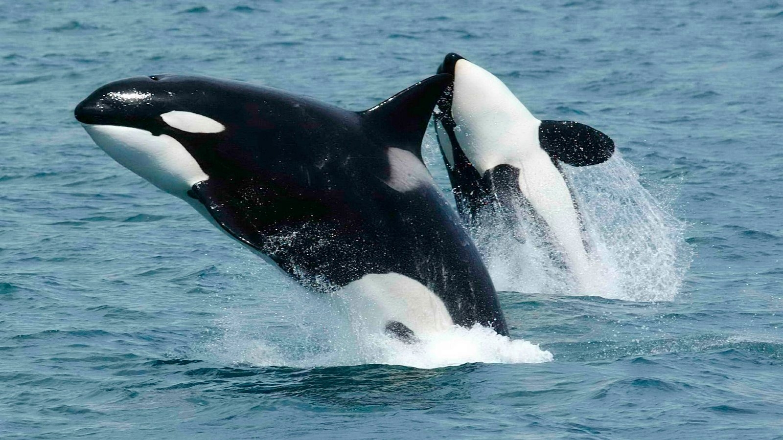 school of whales crossword