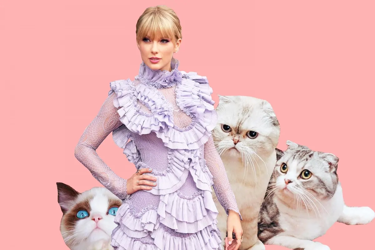 Taylor Swift Cats Names How Many Cats Does T Swift Have What Breed Are They What Is Her New Kitten Called London Evening Standard The Standard