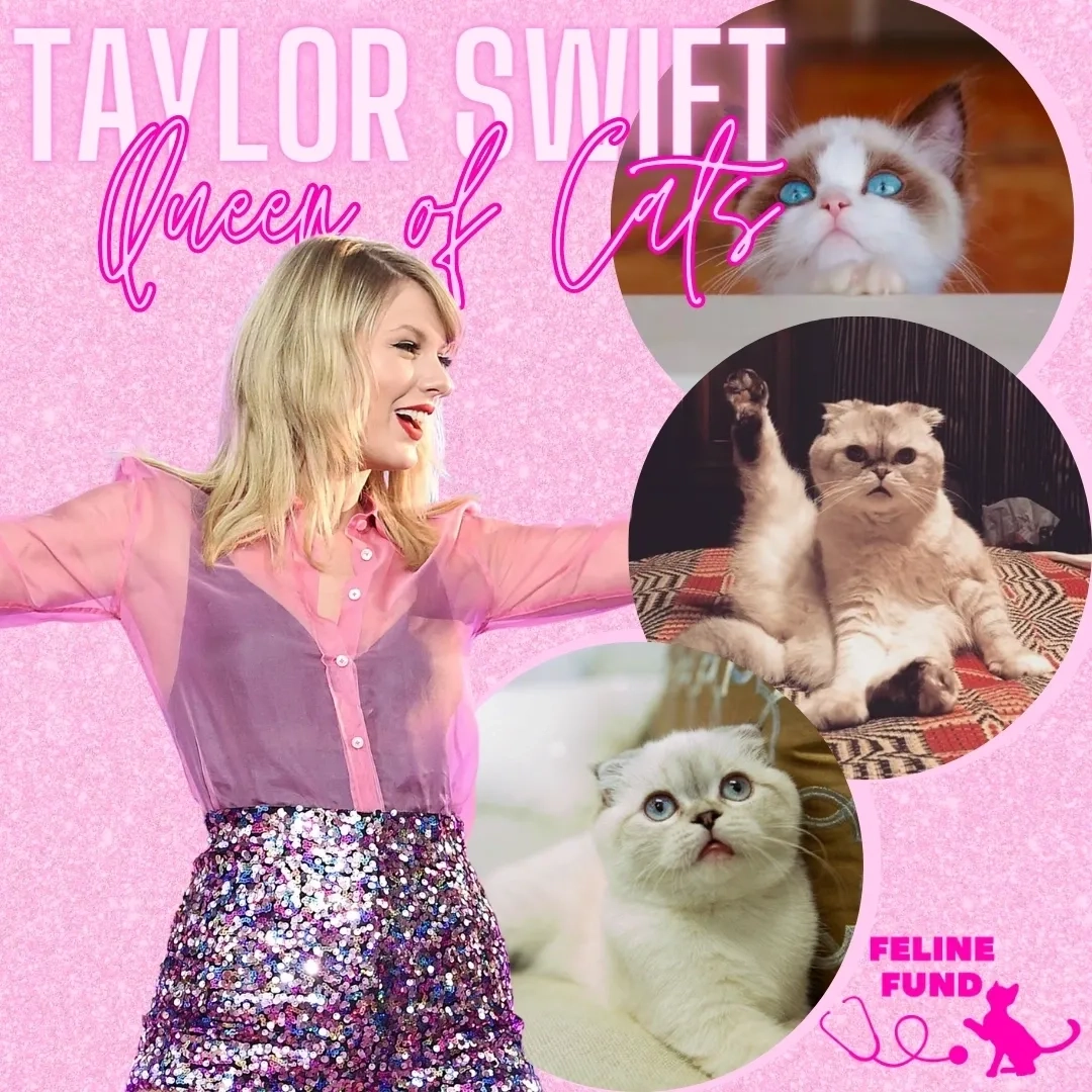 Taylor Swift Getting To Know The Queen Of Cats