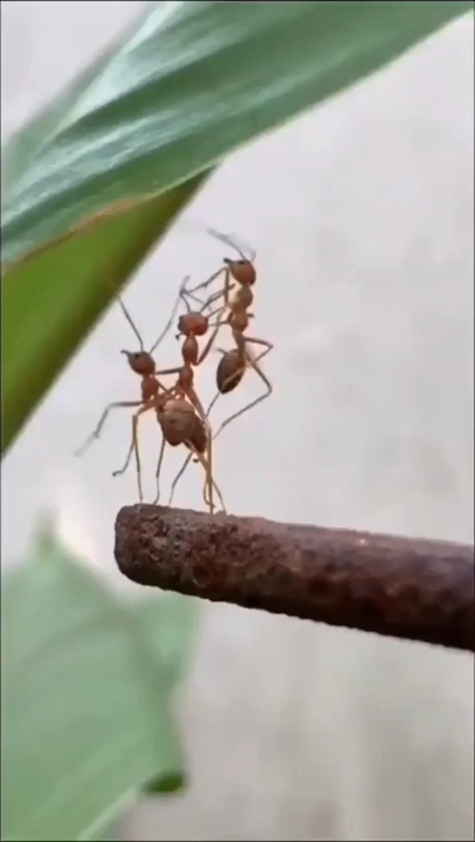 The Ant Left Behind Shows All The Signs Of Feeling Abandoned When Viewing Its Body Language And Crestfallen Demeanor R likeus