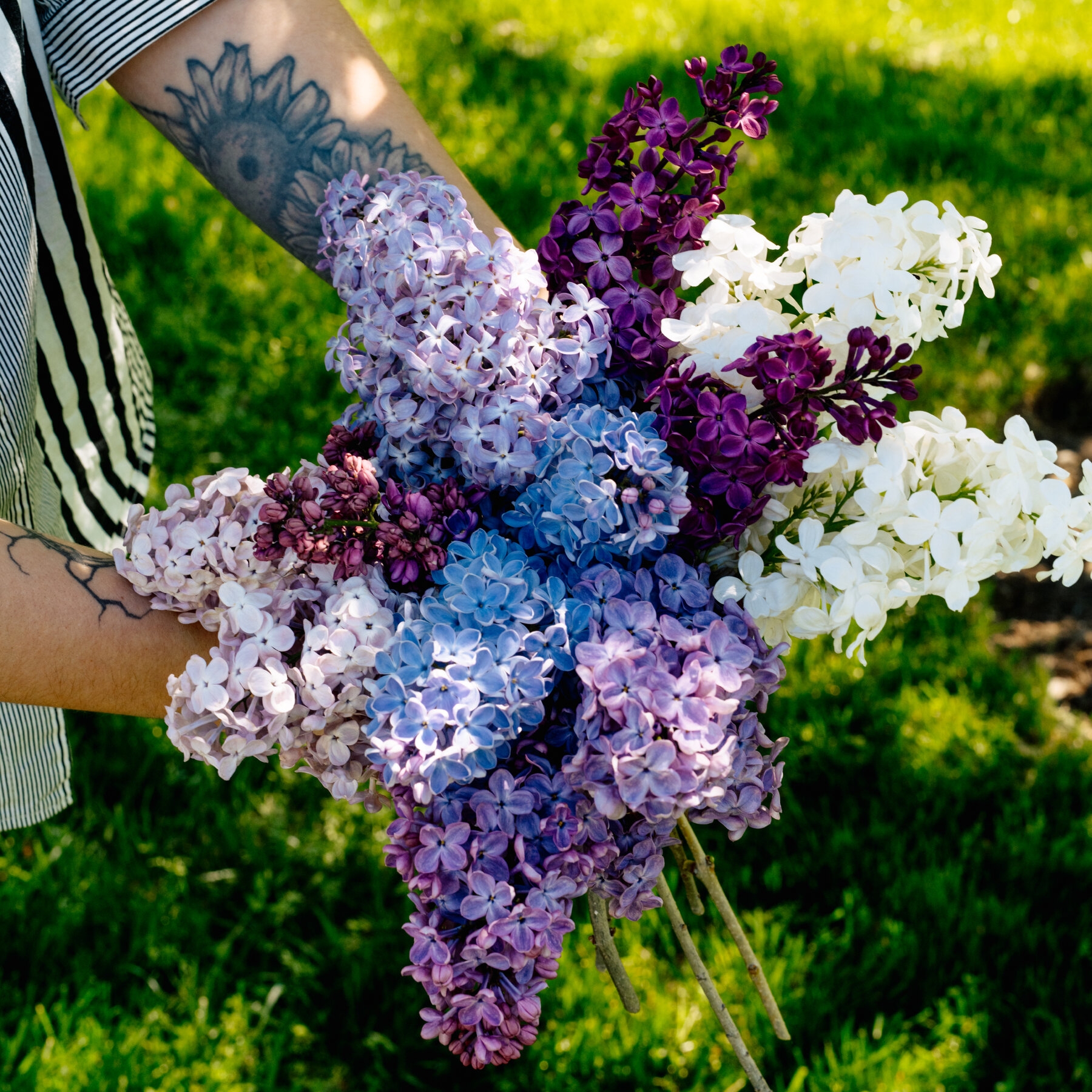 The Care And Pruning Of The Extravagant Lilac The New York Times