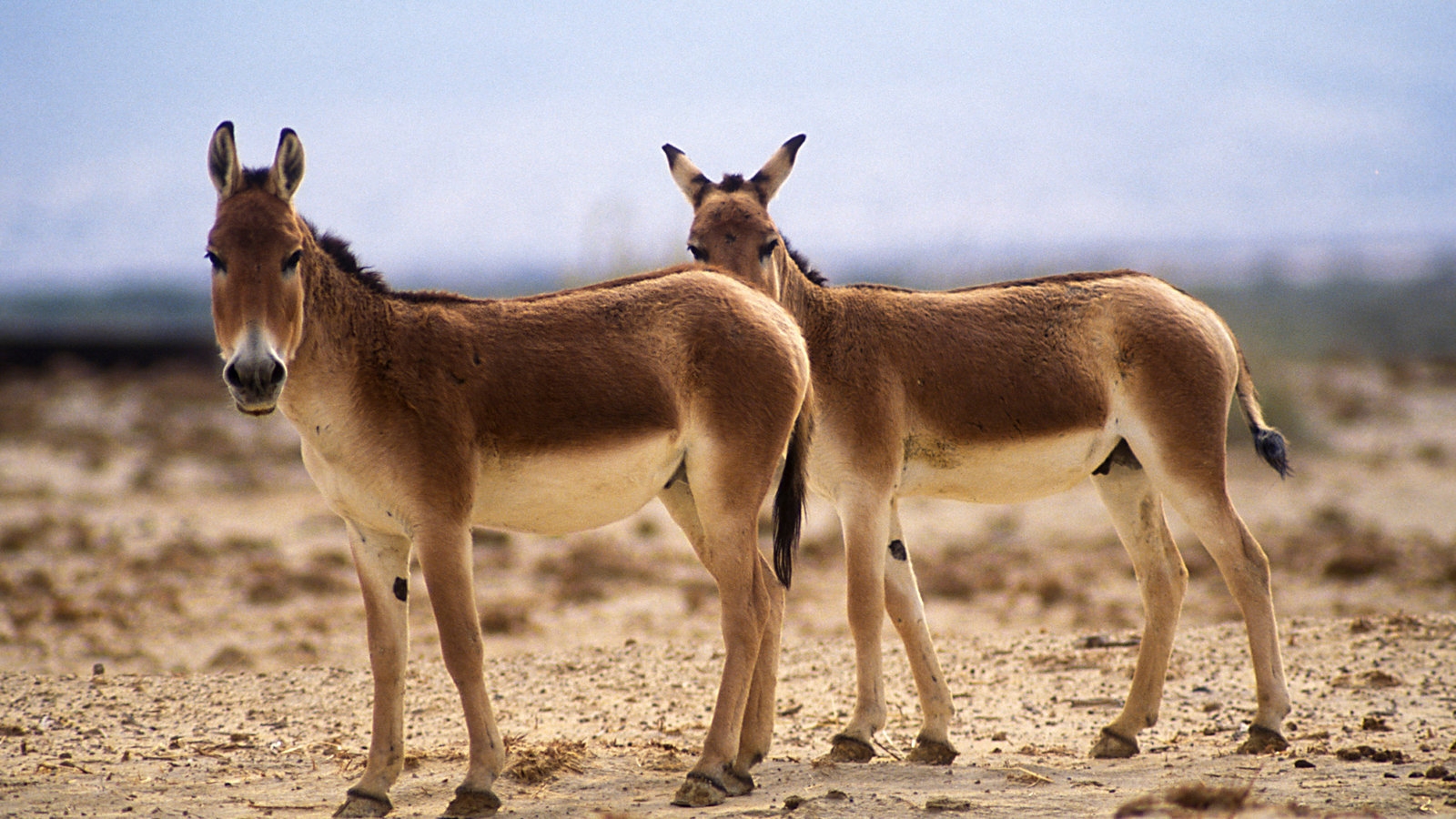 The Crossword Stumper The New York Times