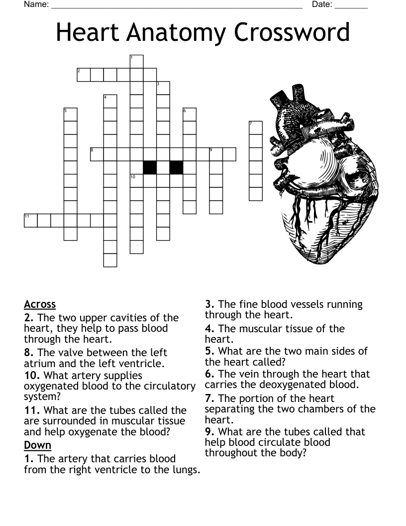The Heart Crossword WordMint The Heart Crossword WordMint
