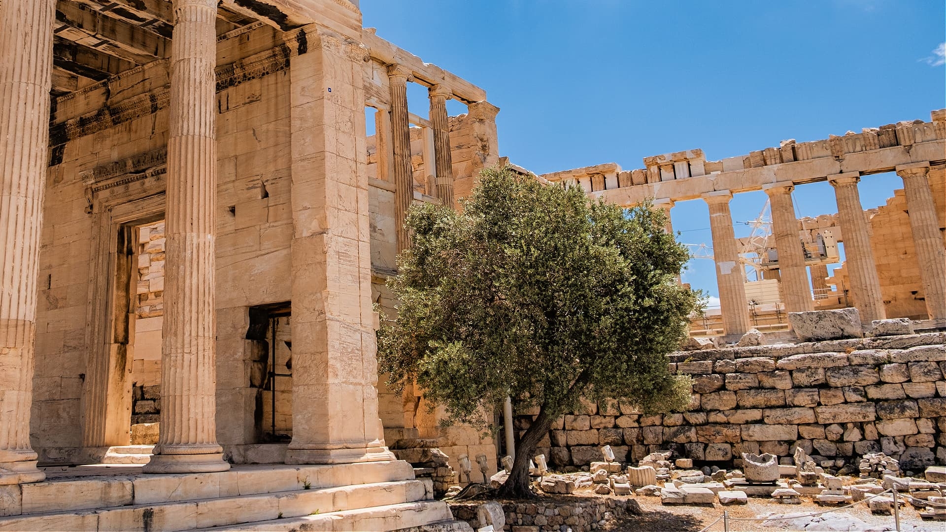 The Olive Tree And The Rise Of Athens Olive Oil Times