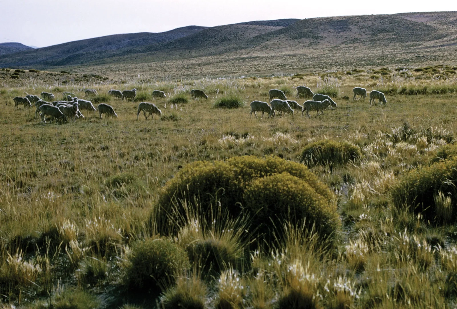 The Pampas Plains Of Argentina Wildlife Agriculture Britannica