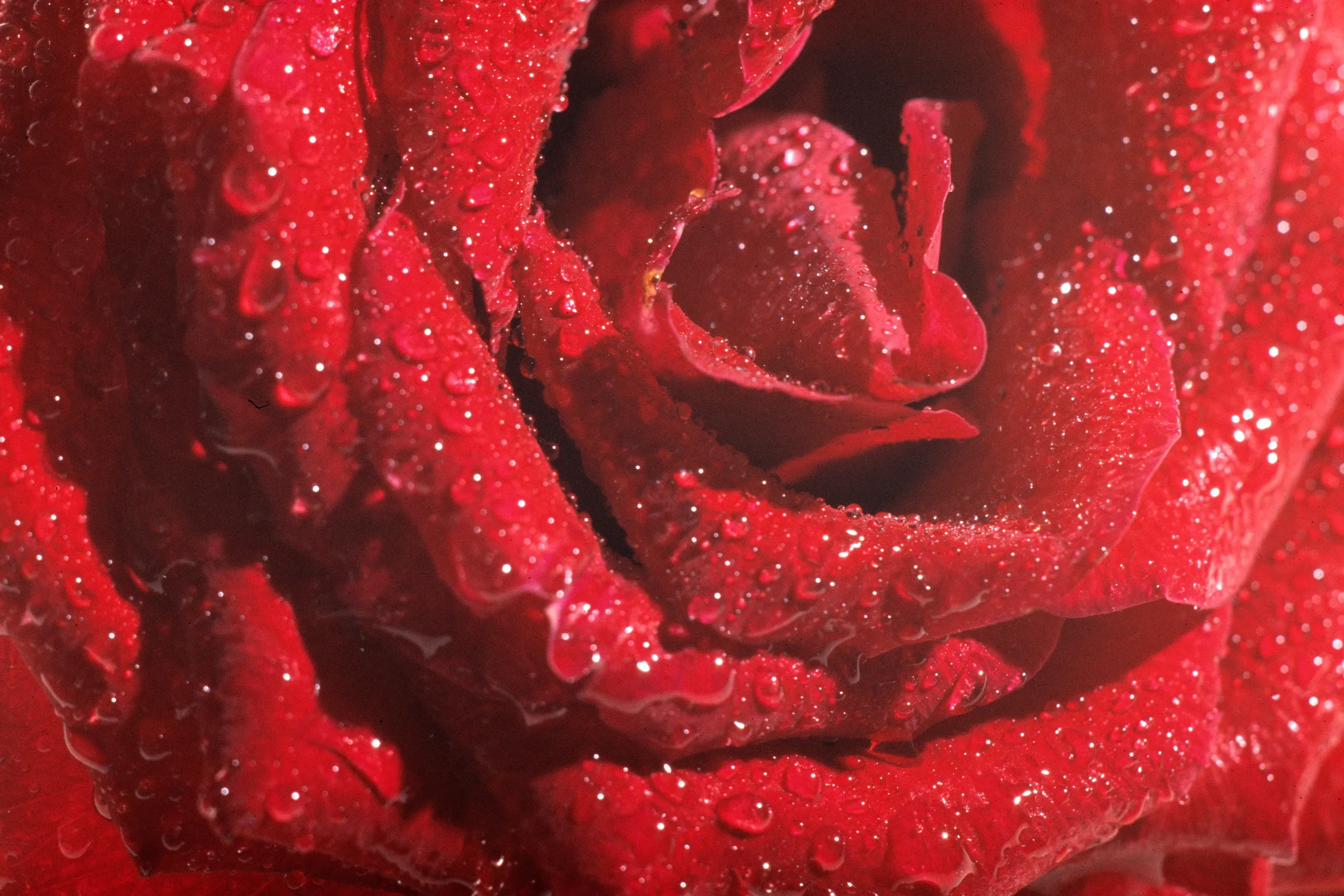 The Rosary The New Yorker The Rosary The New Yorker