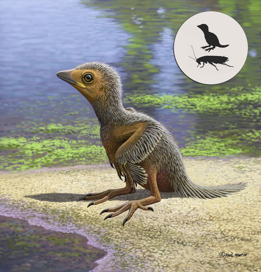 This Is One Of The Tiniest Ancient Birds And It Lived Alongside Giant Dinosaurs Live Science